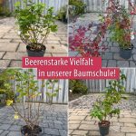 Beerenstarke Vielfalt in unserer Baumschule!