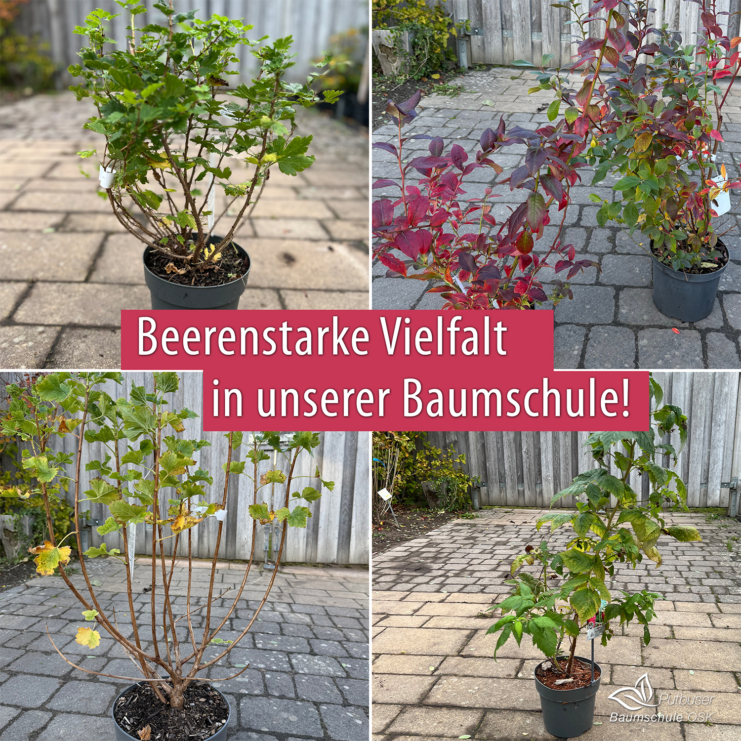 Beerenstarke Vielfalt in unserer Baumschule!