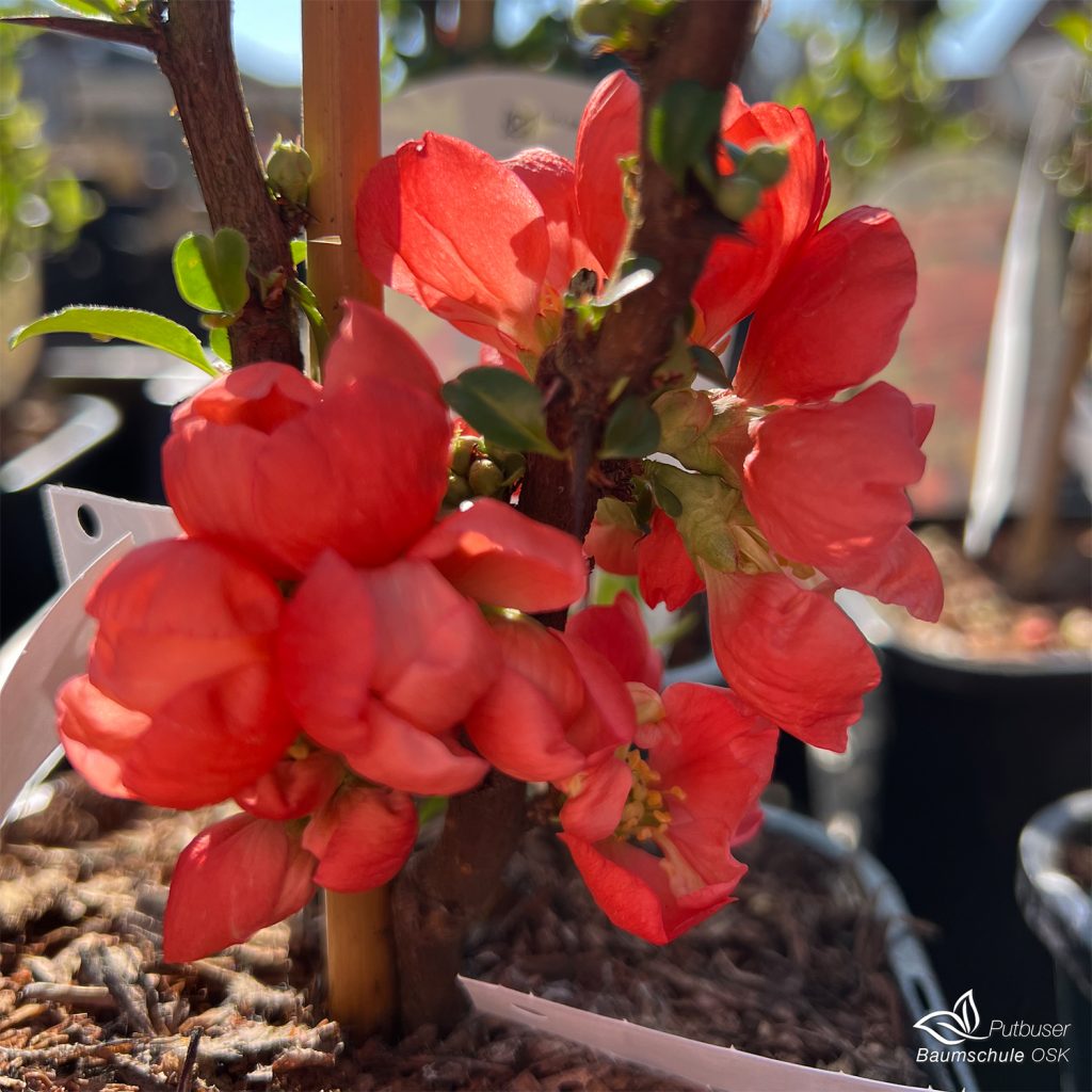 Kommt vorbei, lasst euch inspirieren und macht euren Garten bereit für die schönste Zeit des Jahres.