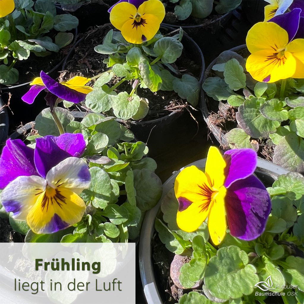 Frühling liegt in der Luft