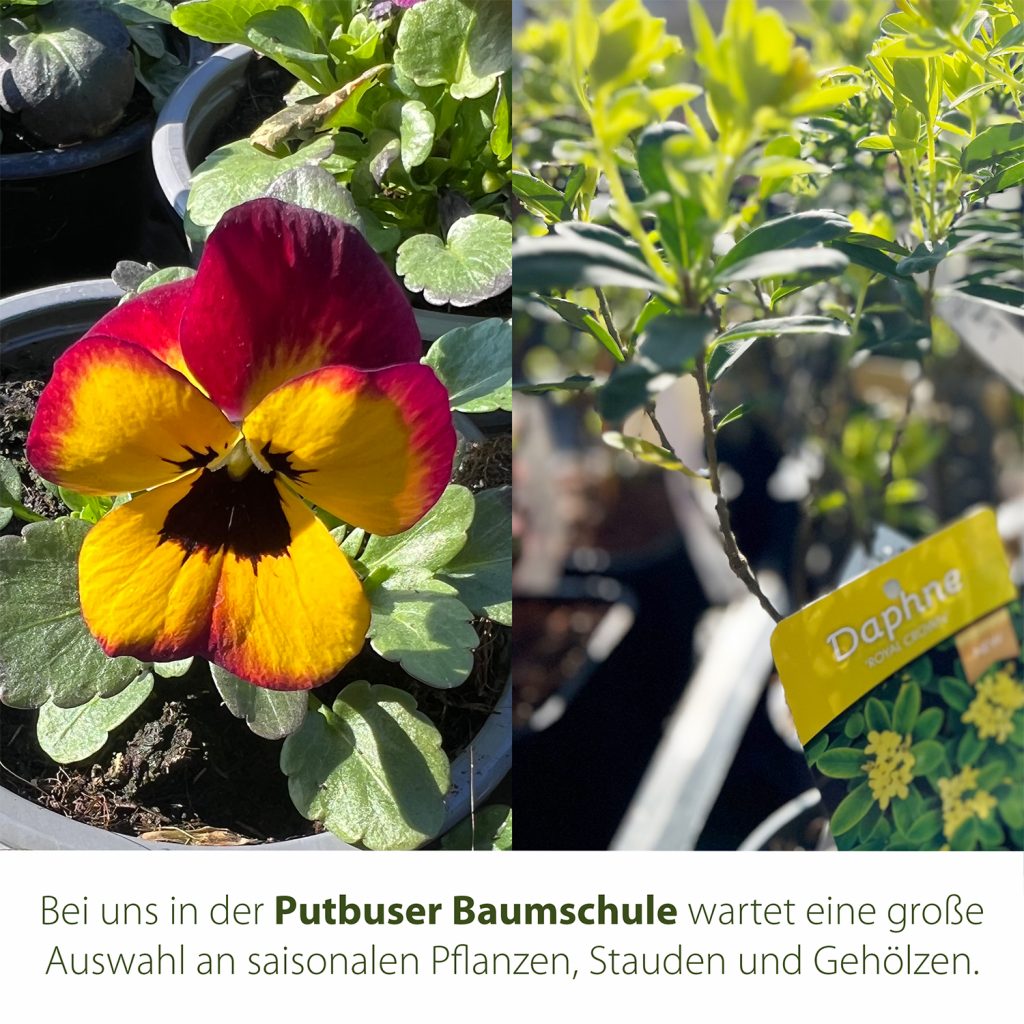 Große Auswahl an saisonalen Pflanzen, Stauden und Gehölzen.